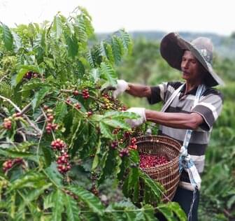 man farming coffee