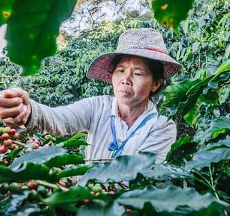 coffee farmer harvesting green coffee plants