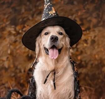 dog facing camera dressed up for halloween in a witches hat